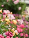 Le roi Charles III d'Angleterre et Camilla Parker Bowles, reine consort d'Angleterre visitent le RHS Chelsea Flower, au Royal Hospital Chelsea à Londres le 22 mai 2023.   