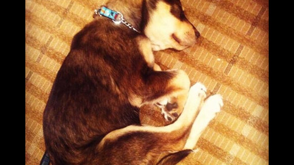 Selena Gomez : son chien Baylor est guéri ... son meilleur ami toujours en vie