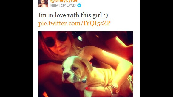 Miley Cyrus in love de ses toutous : elle se ruine pour eux (PHOTOS)