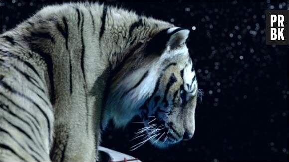 Le tigre est magnifique dans L'Odyssée de Pi