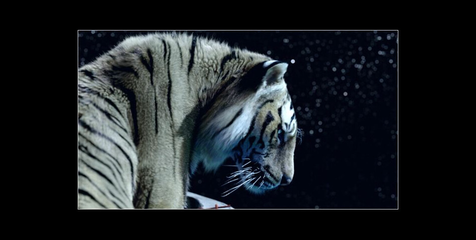 Le tigre est magnifique dans L&#039;Odyssée de Pi