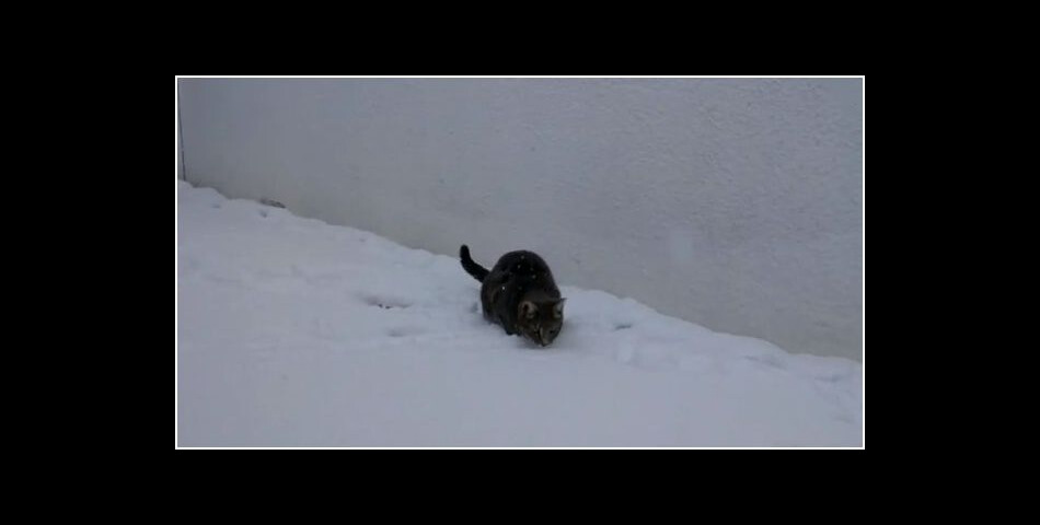 Un chat découvre la neige