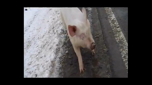 Le cochon fugueur polonais : plus fort que Spider cochon