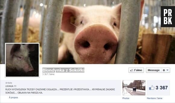 Le cochon polonais a droit à sa fanpage sur Facebook.