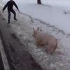 Le cochon polonais est devenu la star d'internet.