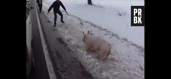 Le cochon polonais est devenu la star d'internet.