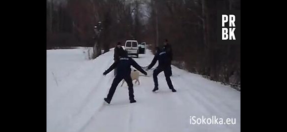 Le cochon polonais a été attrapé après deux heures de glissades dans la neige.