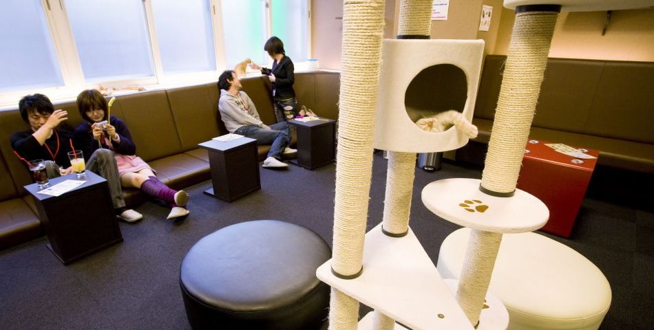 Un bar à chats pourrait voir le jour en France