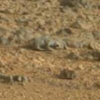Mars : un lézard vivant photographié sur la planète rouge ?