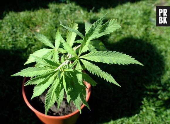 Les médicaments à base de cannabis autorisés