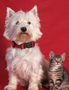 Chat et chien, de vrais amis