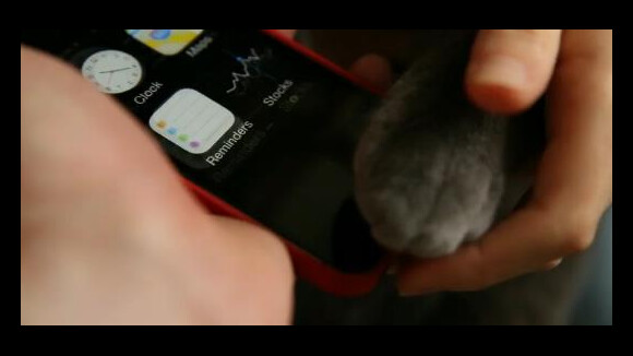 iPhone 5S : les chats peuvent utiliser la fonction Touch ID