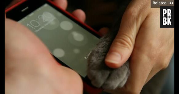 Les chats peuvent débloquer les iPhones 5S avec leurs empreintes