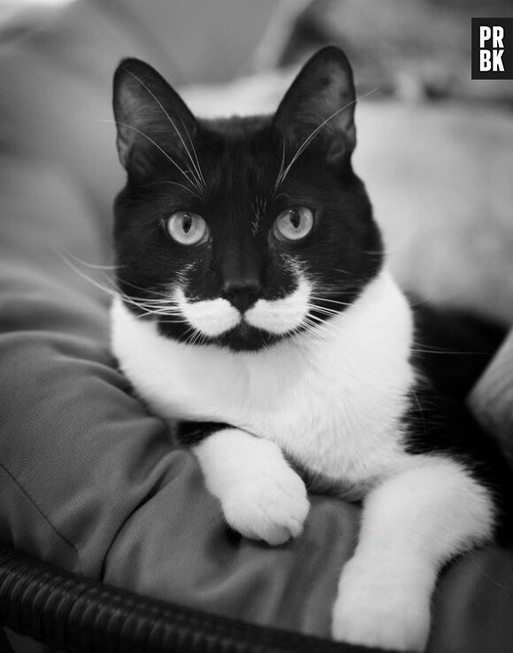 Moustache cat