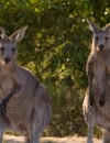 Les Anges de la télé-réalité 6 : un kangourou aurait débarqué