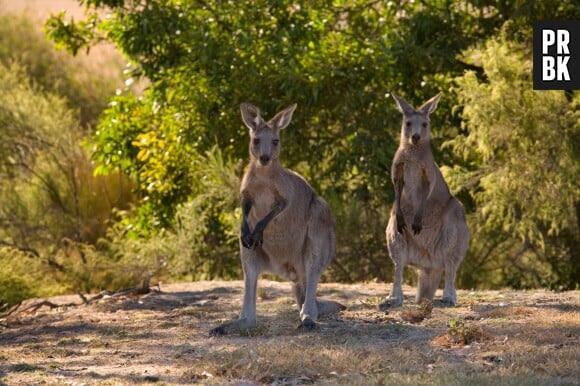 Les Anges de la télé-réalité 6 : un kangourou aurait débarqué