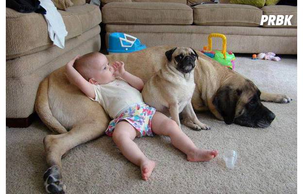 Cute Bebe Animal Les 15 Photos Les Plus Mignonnes De Tous Les Temps Purebreak