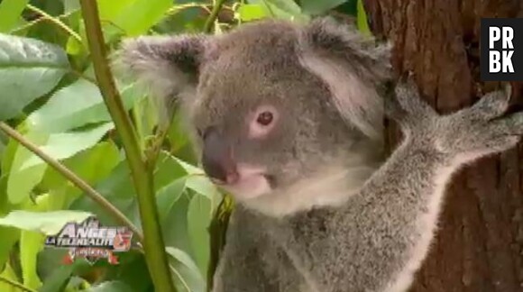 Les Anges 6 : un koala dort 20 heures dans la journée !