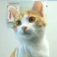  Oscar, le chaton tortur&eacute; de Marseille, a passionn&eacute; les m&eacute;dias 