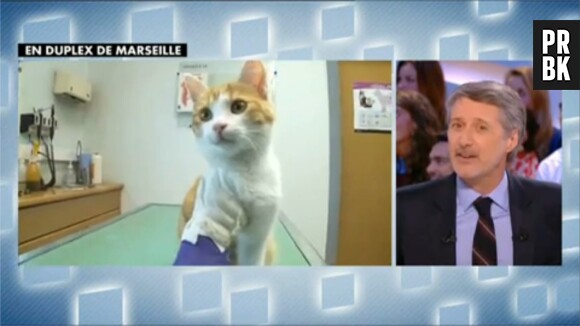 Oscar, le chaton torturé de Marseille, a passionné les médias