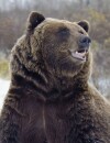  Insolite : un Russe affirme avoir &eacute;t&eacute; sauv&eacute; de l'attaque d'un ours... par Justin Bieber 