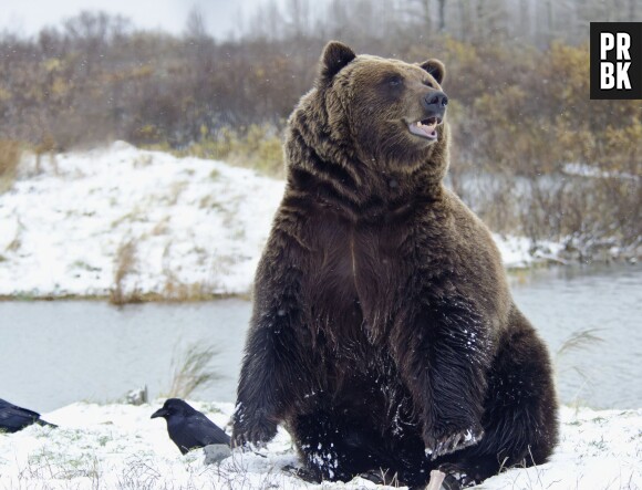 Insolite : un Russe affirme avoir été sauvé de l'attaque d'un ours... par Justin Bieber