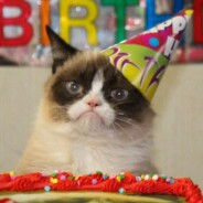 Journée mondiale du chat : 10 vidéos LOLcats qui vont vous faire miauler de rire