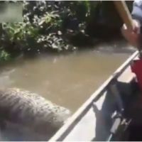 L&#039;incroyable vidéo d&#039;un anaconda géant découvert au Brésil