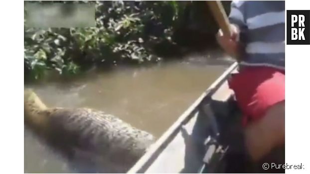 La vidéo d&#039;un anaconda géant au Brésil