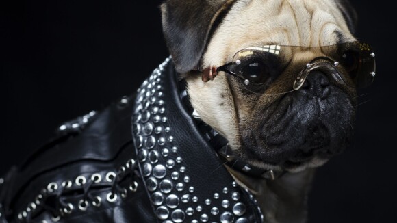 Une chaîne de télé pour chiens en France : Les Ch'tihuahuas dans la Jet Set ?