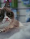 Grumpy Cat, le film : la bande-annonce