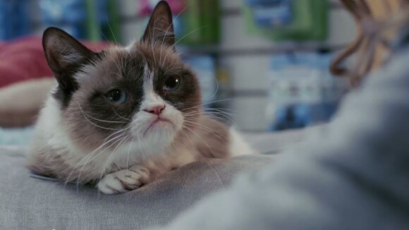 Grumpy Cat, le film : la bande-annonce en mode pas content