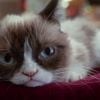 Le pire Noël de Grumpy Cat, la bande-annonce disponible