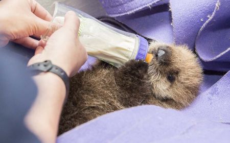 Sauvetage Ils Recuperent Et Soignent Un Bebe Loutre Abandonne Par Ses Parents Purebreak