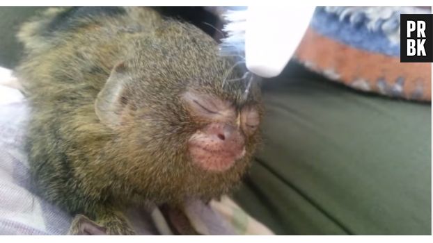 Un bébé singe se fait masser avec une brosse à dents.