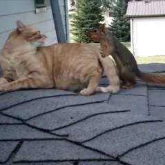 Un chat et un écureuil jouent ensemble, et c'est trop mignon