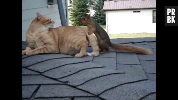 Un chat et un écureuil mignons jouent ensemble.