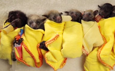 Les Bebes Chauve Souris Sont Plus Mignons Que Vous Ne L Imaginez La Preuve Purebreak Les Bebes Chauve Souris Sont Plus Mignons Que Vous Ne L Imaginez La Preuve Purebreak