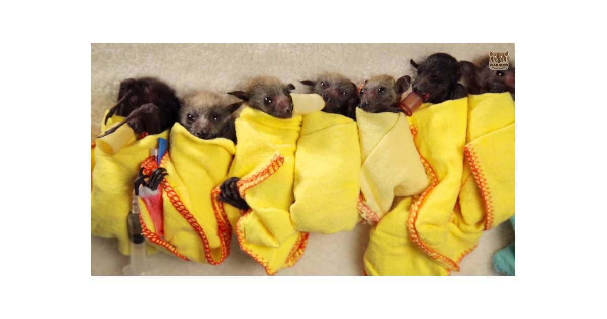 Les Bebes Chauve Souris Sont Plus Mignons Que Vous Ne L Imaginez La Preuve Purebreak Les Bebes Chauve Souris Sont Plus Mignons Que Vous Ne L Imaginez La Preuve Purebreak