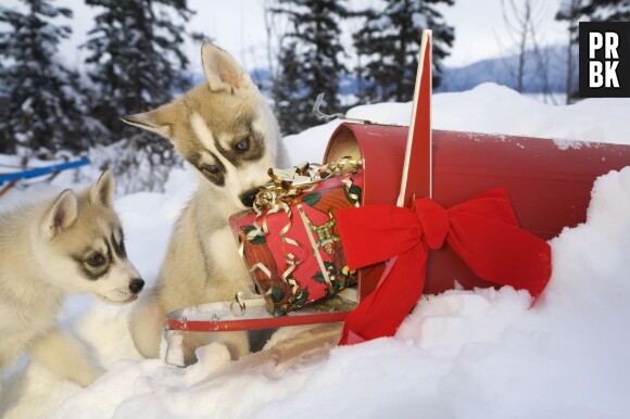 Noël 2014 : les cadeaux que les Français ne veulent pas sous le sapin