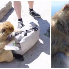 Tête brûlée, ce singe vole tranquillement un sandwich dans le sac d'un touriste