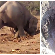 Infatigable, une mère éléphant tente de sauver son bébé pendant plus de 11 heures !