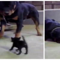 Adorable : un tout petit chaton tient tête à un énorme rottweiler !