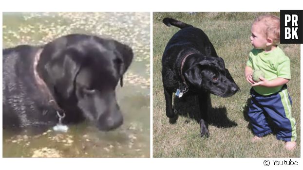 Un reportage sur le sauvetage de Stanley, 14 mois, par son chien Bear.