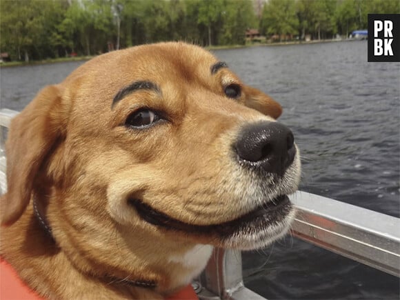 Un chien qui trolle avec ses sourcils dessinés