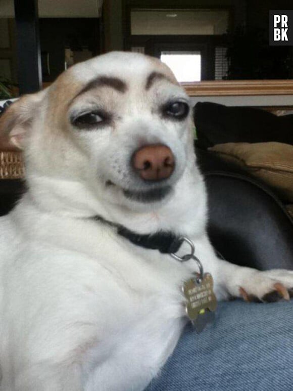 Un chien qui trolle avec ses faux sourcils et sa tête à la Jean Dujardin