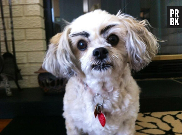 Un chien avec des sourcils dessinés