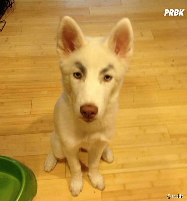 Un chien qui trolle avec ses faux sourcils