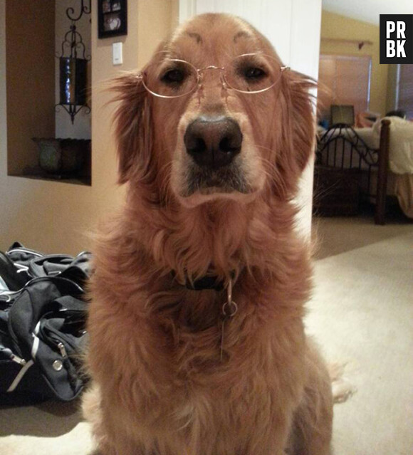 Un chien qui trolle avec ses faux sourcils et des lunettes