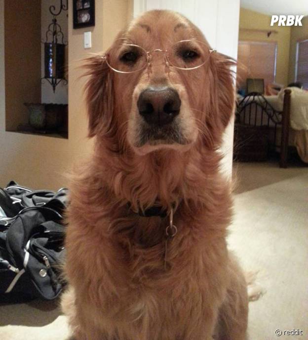 Un chien qui trolle avec ses faux sourcils et des lunettes